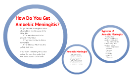 amoebic meningitis hobbs encephalitis prezi