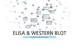 elisa vs western blot