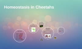 cheetah homeostasis        
        <figure class=