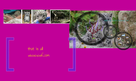 what is the snow leopard food chain by on Prezi Biology Diagrams
