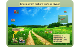 Energistrøm mellom trofiske nivå by Helen Helbæk on Prezi