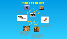 Hippo Food Web by Harry Runciman on Prezi