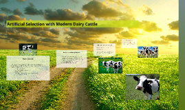 Artificial Selection with Modern Dairy Cattle by Molly York on Prezi