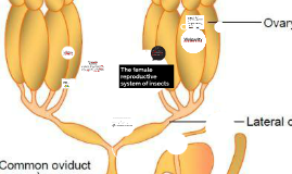Insect Reproduction System