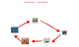 Hair Tarantula by Jack Welday on Prezi Biology Diagrams
