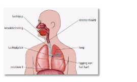 ademhalingsstelsel by desi de bijl on Prezi