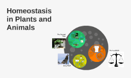 Homeostasis in Plants and Animals by Michelle Hughes on Prezi