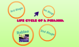 Life Cycle of a Piranha by Bailey Perry on Prezi