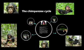 life expectancy of chimpanzee in captivity