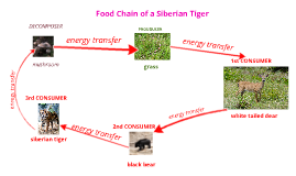 Tiger Food Web Diagram