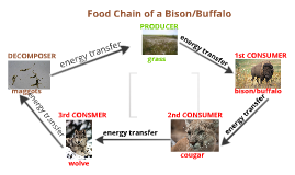 Food Chain of a Bison/Buffalo by william york on Prezi