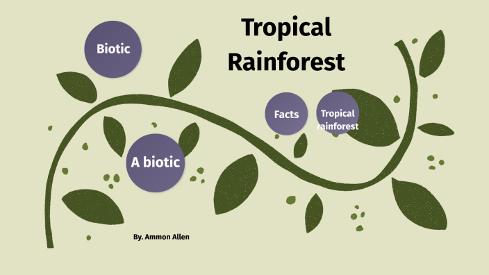 Tropical Rainforest Ecosystem By Ammon Allen On Prezi