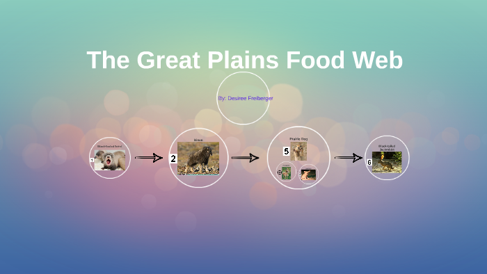 The Great Plains Food Web by Desiree Freiberger on Prezi