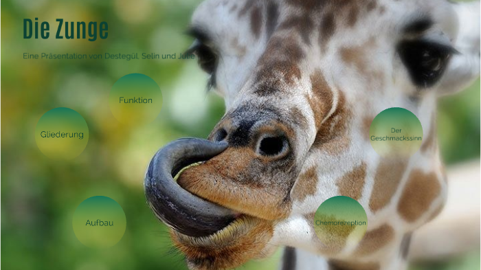 Die Zunge By Julie Wurr On Prezi Next