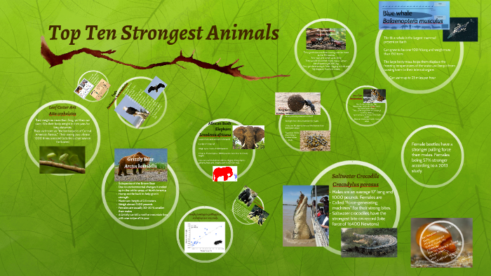 Top Ten Strongest Animals by Rhianna Olicia