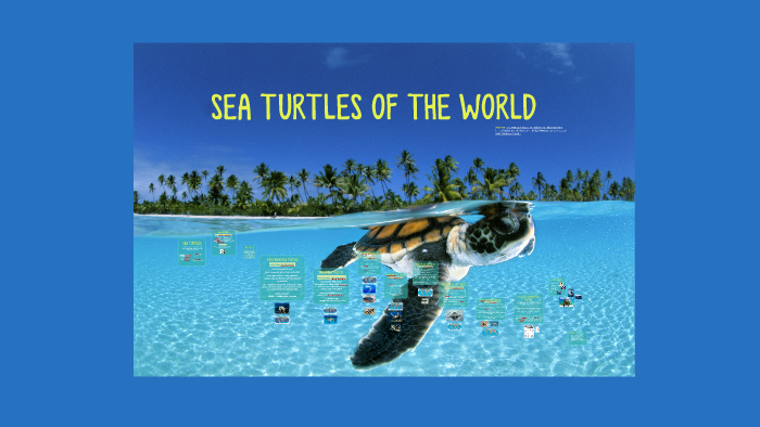 Sea Turtles of the World by Melissa Dixon on Prezi