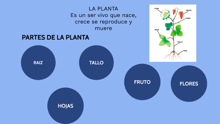 LA PLANTA Y SUS PARTES by natividad jimenez fernandez on Prezi