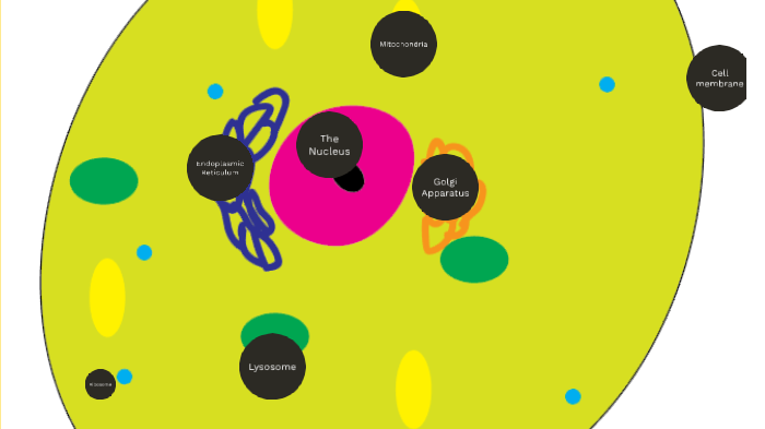 animal cell by Kenneth Armstrong on Prezi