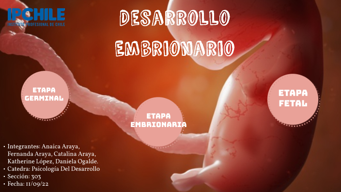 Línea De Tiempo Desarrollo Embrionario By Katherine López On Prezi