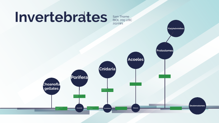 Comparative invertebrate phylogenetic tree by sam thorne