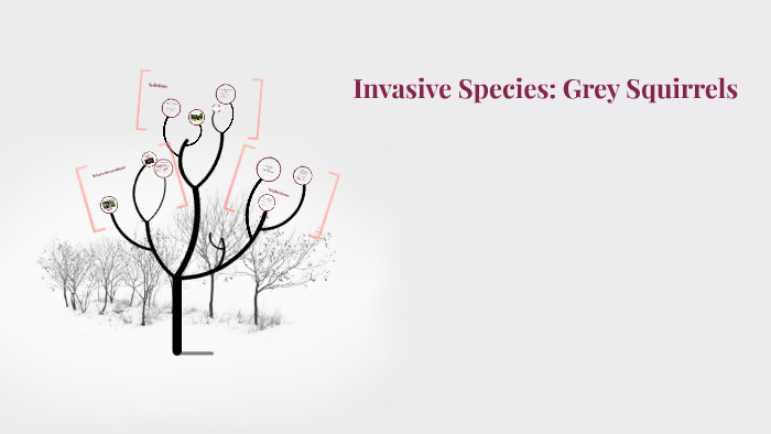 Invasive Species: Grey Squirrels by Elizabeth Marland