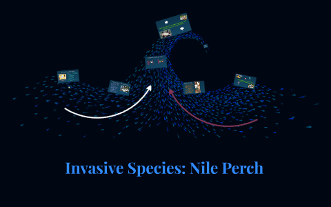 Invasive Species Nile Perch By Marily Reyes
