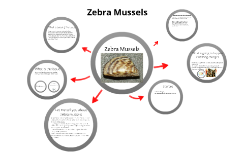 essay on zebra mussels