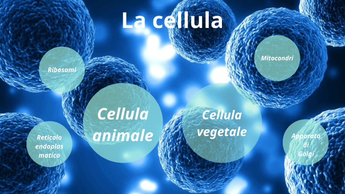La cellula animale e vegetale by Manuel Marsocci on Prezi