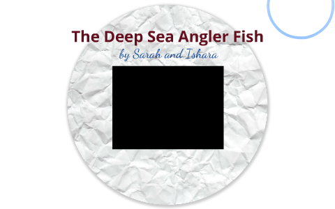 Deep Sea Angler Fish- REAL ONE by Sarah Denn on Prezi