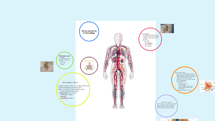 Diagrama para Cintura pélvica