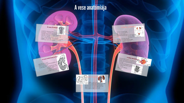 A vese anatómiája by Orsolya Pál on Prezi