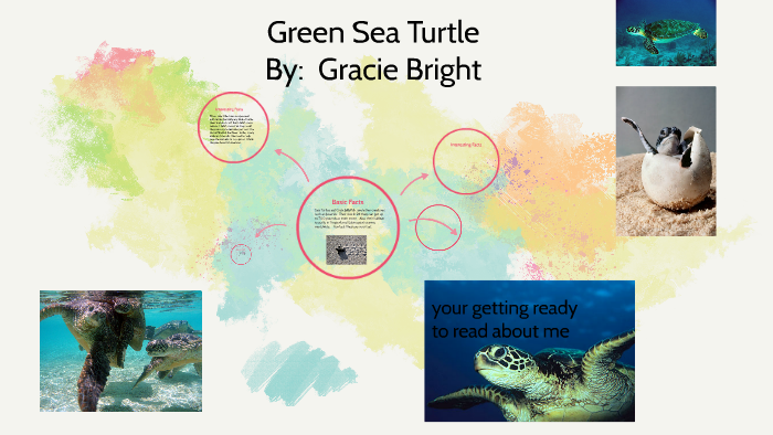 Green Sea Turtle by Tessa Smith on Prezi