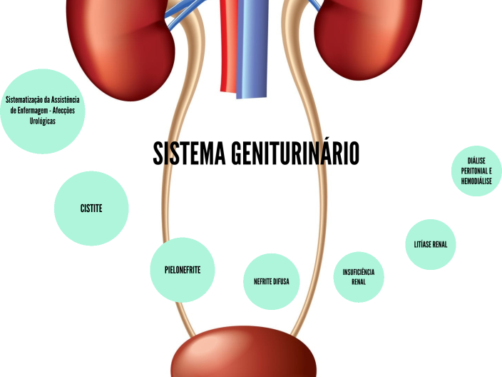 Sistema Geniturinário By Allessandra Przyczynski On Prezi 2576