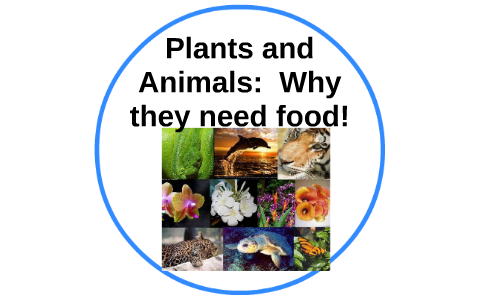 Why do all living things (plants and animals) need food? by Erin Guillen