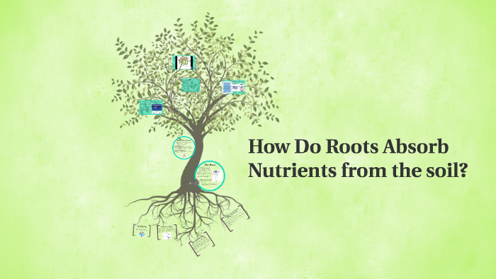 How Roots Absorb Nutrients From The Soil