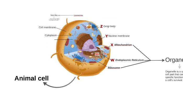 Cell Membrane 3 Layers Labeled - Cell Diagram