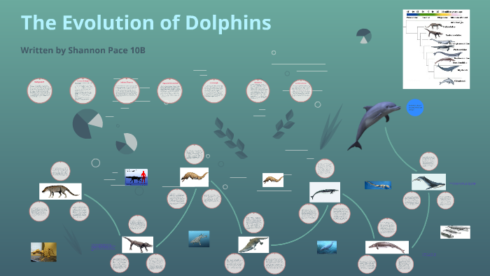 The Evolution of Dolphins by Shannon Pace