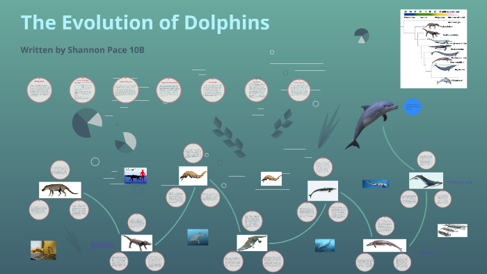 The Evolution Of Dolphins By Shannon Pace On Prezi