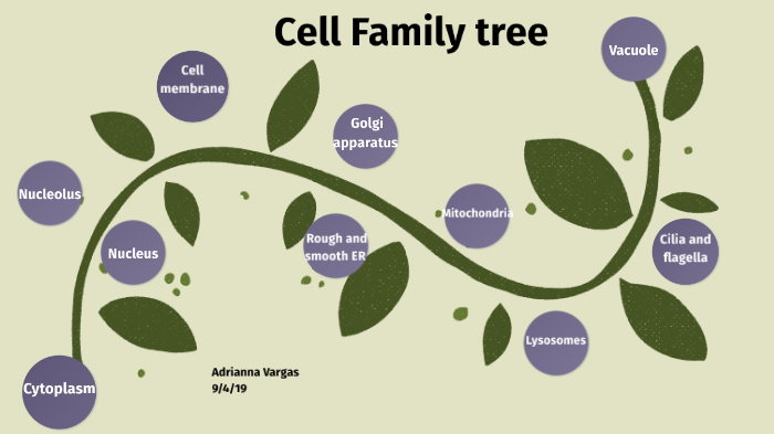 Cell family tree by ADRIANNA VARGAS on Prezi