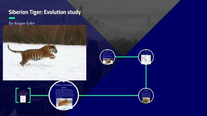 Siberian Tiger: Evolution study by Keagan Ryder on Prezi