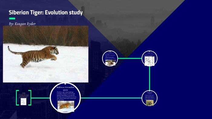 Evolution of Tigers  The Evolution of Tigers