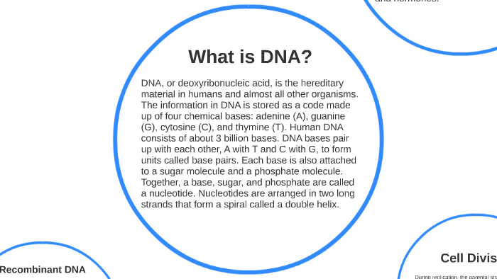 DNA Modeling Project by Tanner Wong on Prezi
