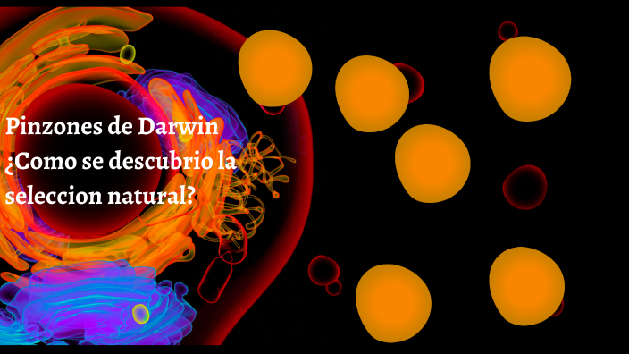 Pinzones de Darwin by Vanessa Yazmin Herrera Muro on Prezi