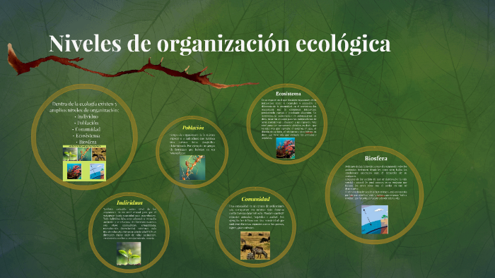 Niveles de organizacion ecológica by Maggie Jones on Prezi