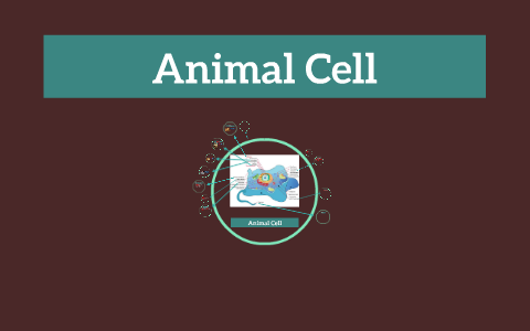 Animal Cell by Lindsey Wigand on Prezi