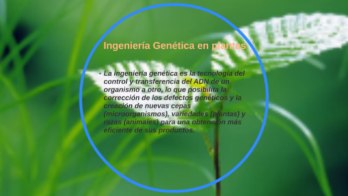Manipulacion Genetica De Las Plantas By Matias Percivale On Prezi