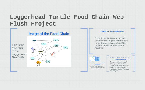 Food Chain Sea Turtle Food Web