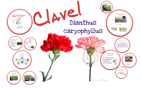 Clavel by Paola Katherine on Prezi