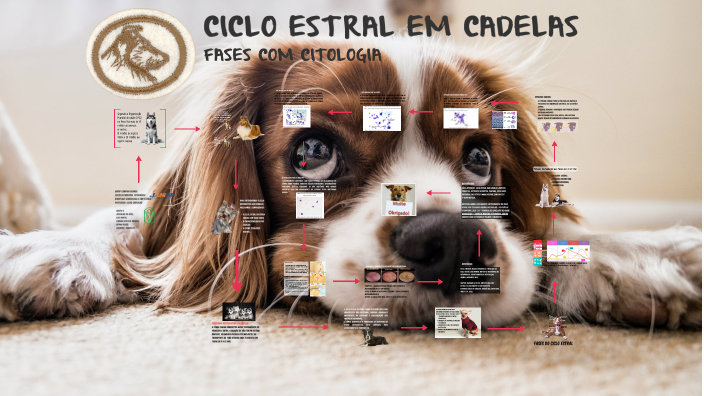 FASES DE CICLO ESTRAL EM CÃES by Fabiana Castelo Branco on Prezi