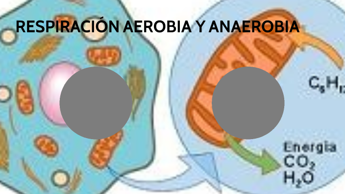 RespiraciÓn Aerobia Y Anaerobia By Juan Felipe Espinal Rendon On Prezi 7438